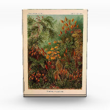 Ernst Haeckel Muscinae ilustração da safra