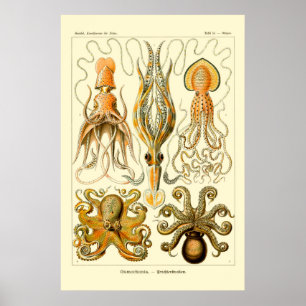 Ernst Haeckel Octopus Poster