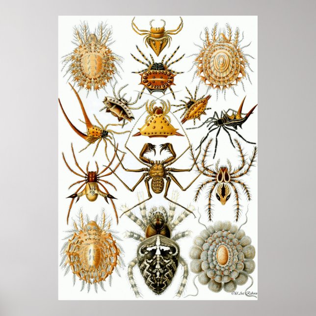 Ernst Haeckel Poster ~ Arachnida (Frente)