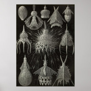 Ernst Haeckel - poster de Cyrtoidea