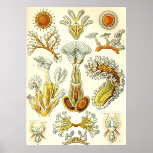 Ernst Haeckel - poster dos Bryozoa