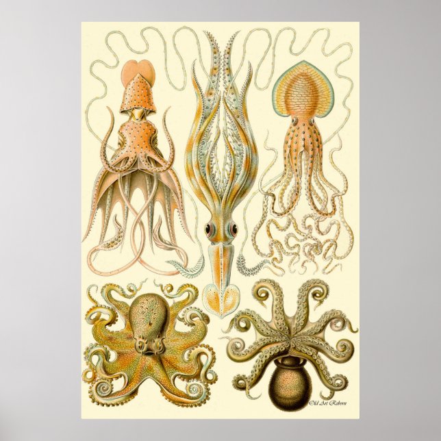 Ernst Haeckel Poster ~ Tafel (Frente)