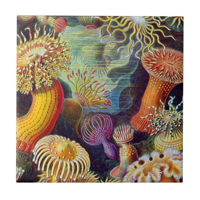 Ernst Haeckel Sea Anemones Marine:Actiniae (Frente)