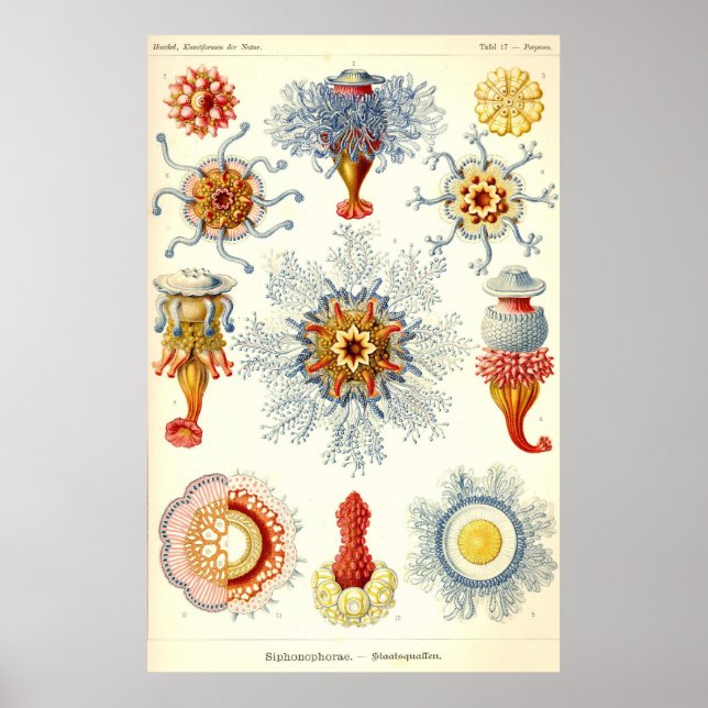Ernst Haeckel - Siphonophorae2 Poster (Frente)