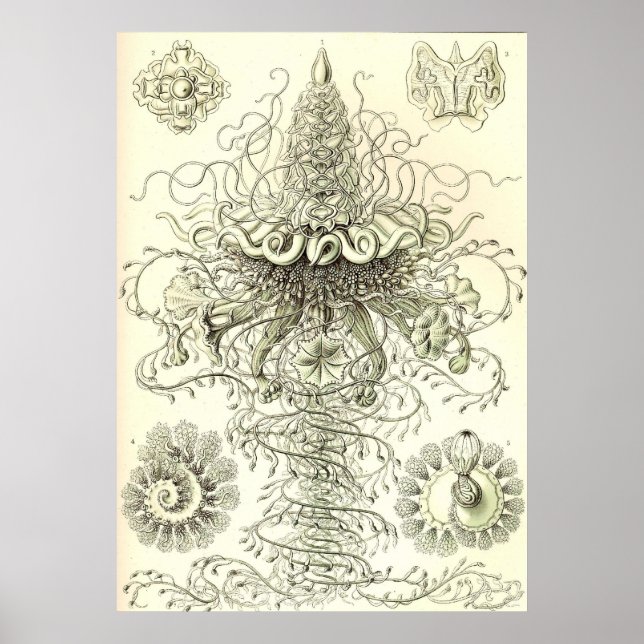 Ernst Haeckel - Siphonophorae3 Poster (Frente)