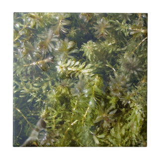 Erva daninha de lagoa (ou, "lagoa luxúria