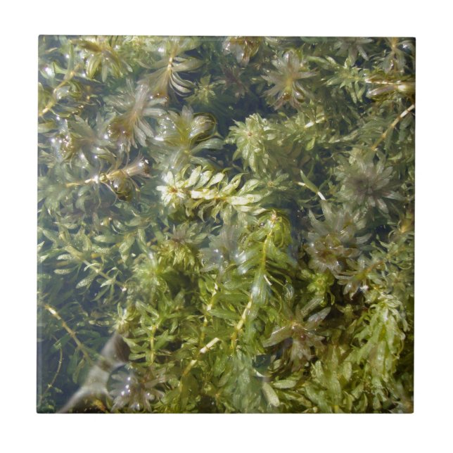 Erva daninha de lagoa (ou, "lagoa luxúria (Frente)