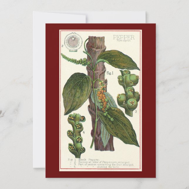 Ervas e especiarias alimentares vintage, planta de (Frente)