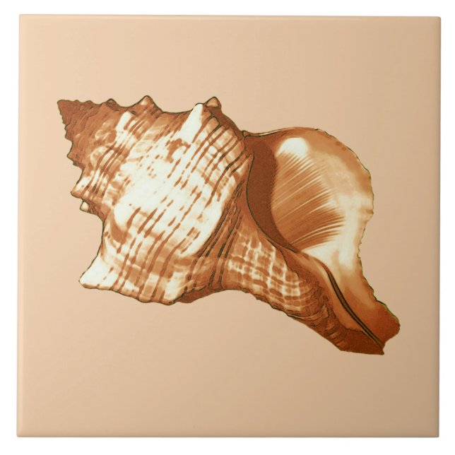 Esboço da concha - castanho, branco e bronzeado (Frente)