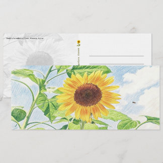 Esboço de Girassol Radiante - Cartão Postal