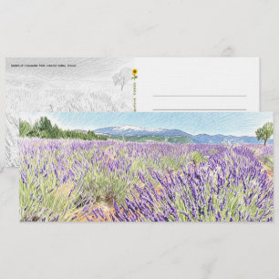 Esboço do Campo de Lavanda - Cartão Postal