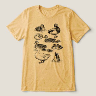 Esboço Fofo de Patinho Mallard Vintage