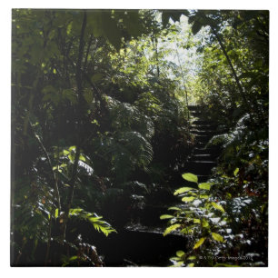 Escadaria/passeio rústicos na floresta, luz solar