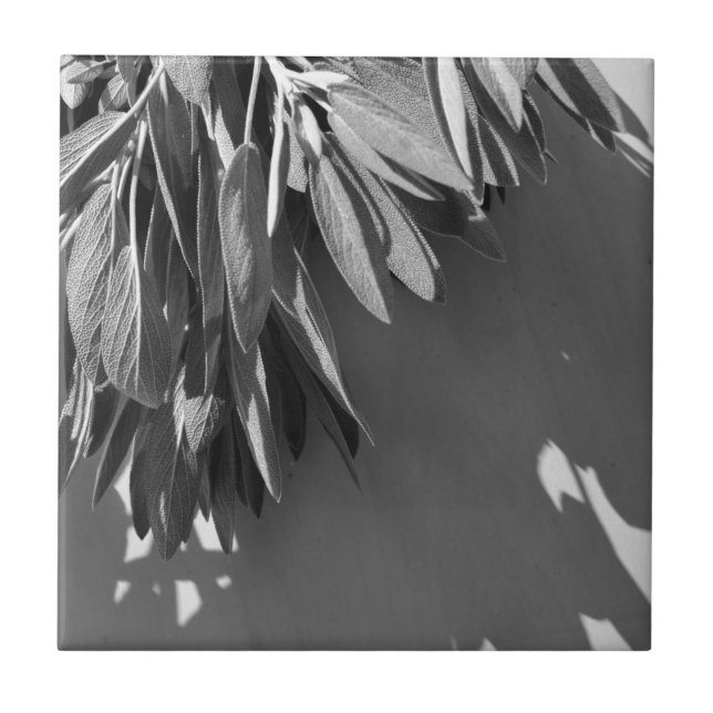 Escala de Cinza de Fresco (Frente)