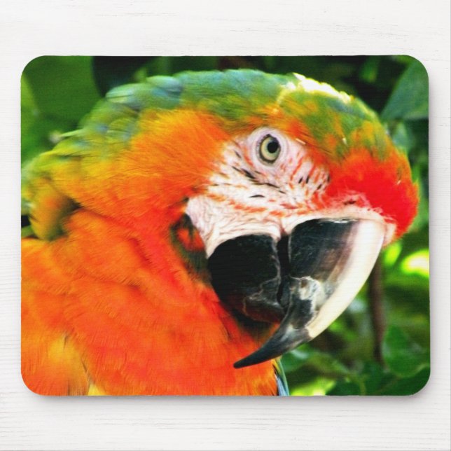 Escarlate do Macaw Mousepad (Frente)