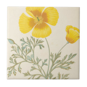 Eschscholtzia californiano