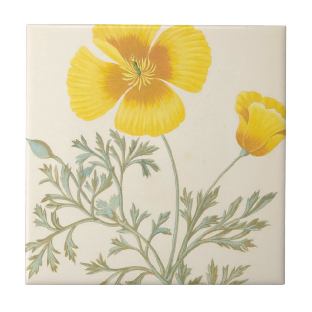 Eschscholtzia californiano (Frente)