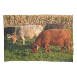 Escocesa de Vacas do Planalto