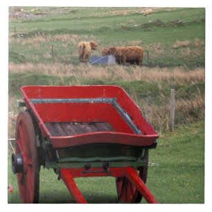 Escócia, Ilha de Skye, Kilmuir. Animais de fazenda