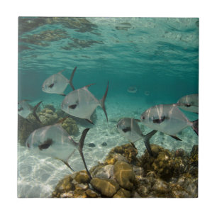 Escola de Peixes Permitidos