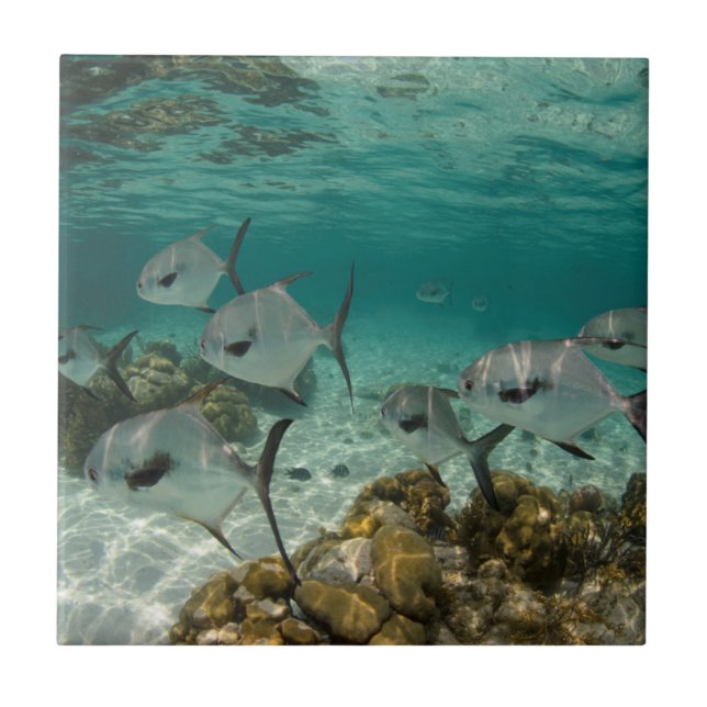 Escola de Peixes Permitidos (Frente)