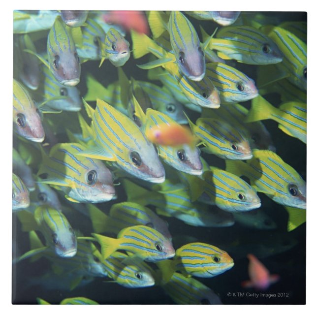 Escola dos peixes 7 (Frente)