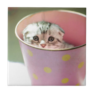 Esconder do gatinho