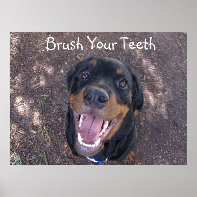 Escove os dentes Rottweiler Poster (Frente)
