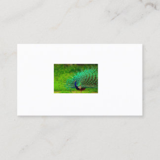 Escritório e Escola > Cartões de visitas