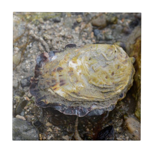 Escudo de ostra (Frente)