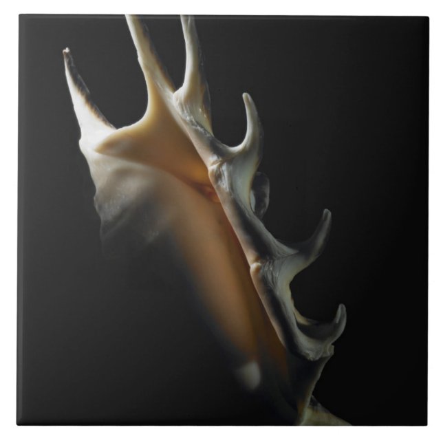 Escudo do Conch (Frente)