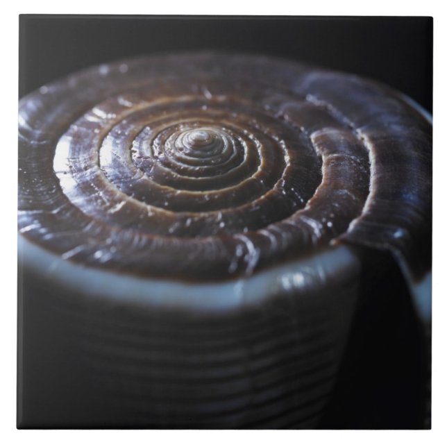 Escudo do cone (Frente)