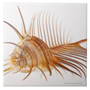 Escudo do Murex do pente de Venus (pectina do