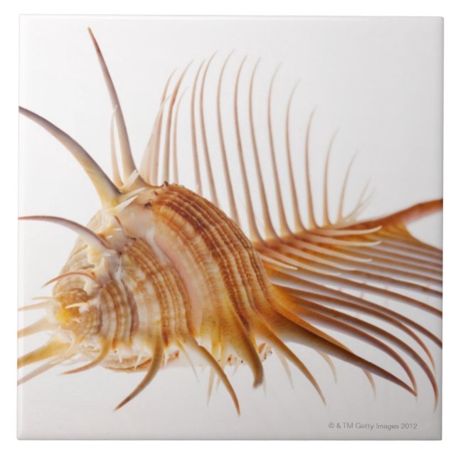 Escudo do Murex do pente de Venus (pectina do (Frente)