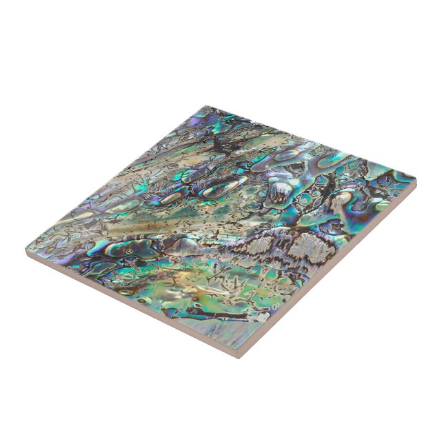 Escudo do paua da rainha (Lateral)