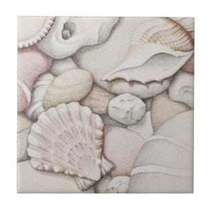Escudos do Scallop & da tíbia e azulejo dos seixo