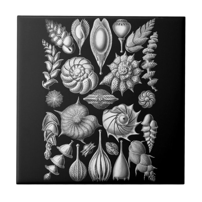 Escudos e fósseis do mar em 1 preto e branco (Frente)