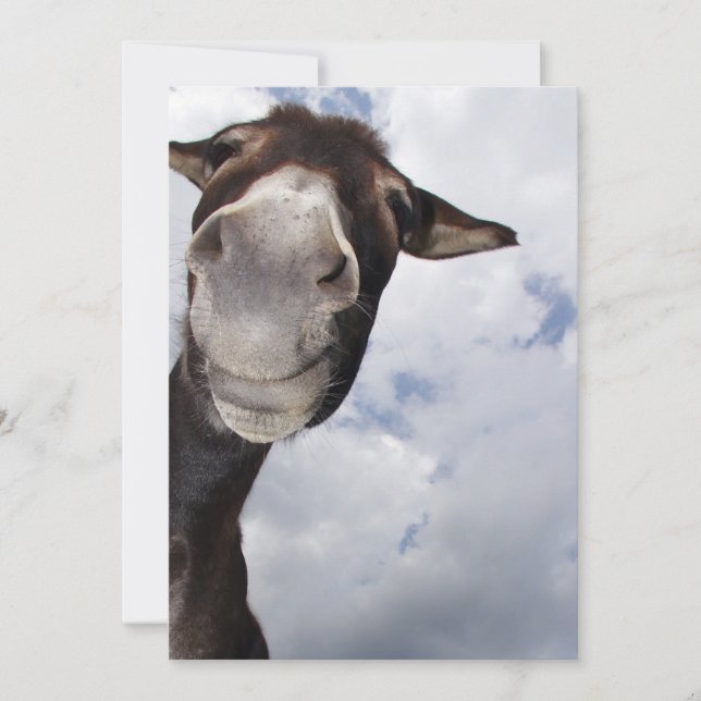 Eselei divertidas (Frente)