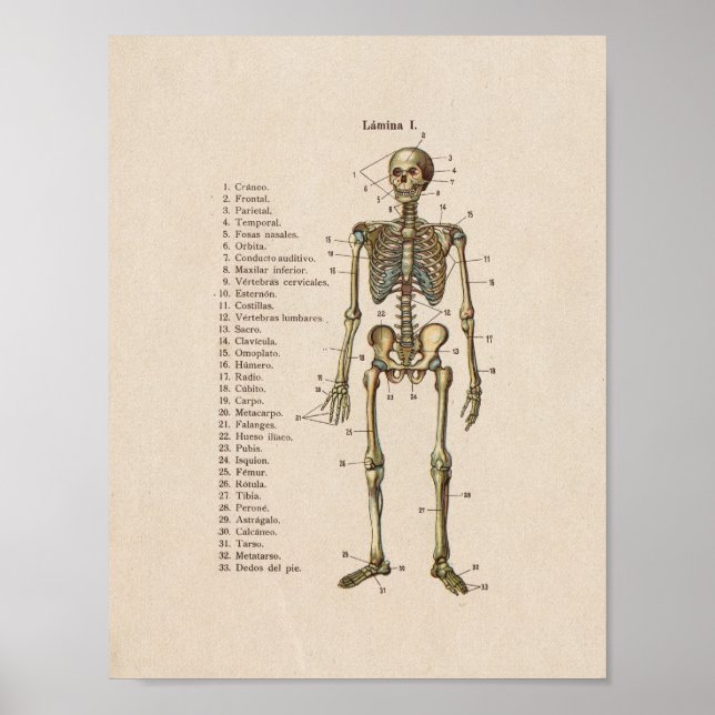 Espanhol de Anatomia Vintage Impressão Skeleton (Frente)