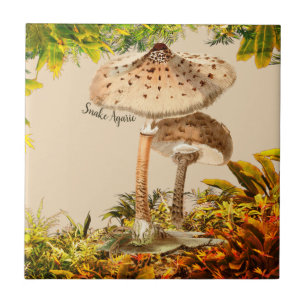 Espécie Cogumelo Cobra Agárico  