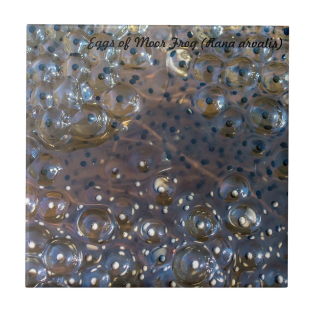 Espécie: Os ovos de amarram o sapo (Frente)