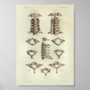 Espinha 1844 cervical do impressão da anatomia do