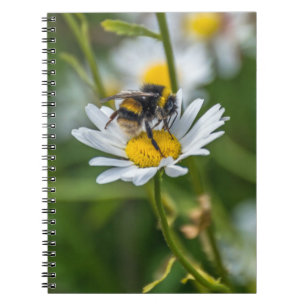 Espiral Abelha em um caderno da margarida branca