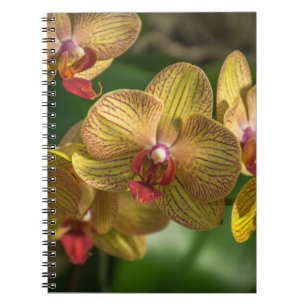 Espiral Caderno amarelo das orquídeas