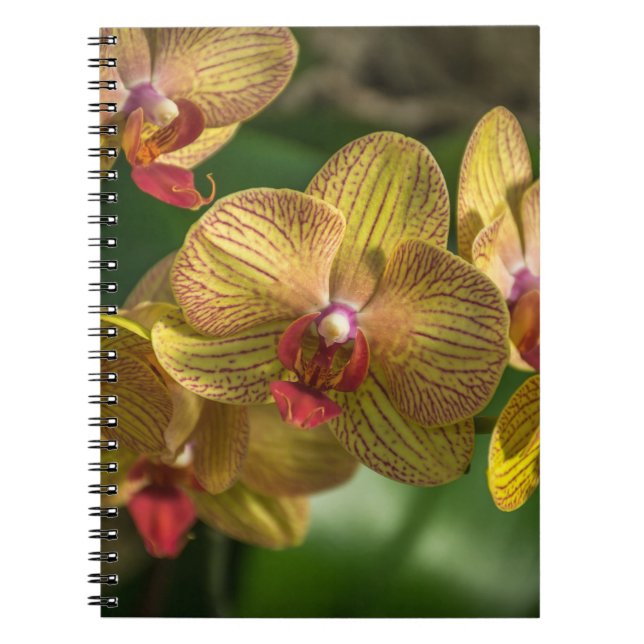Espiral Caderno amarelo das orquídeas (Frente)