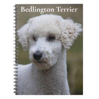Espiral Caderno Bedlington Terrier