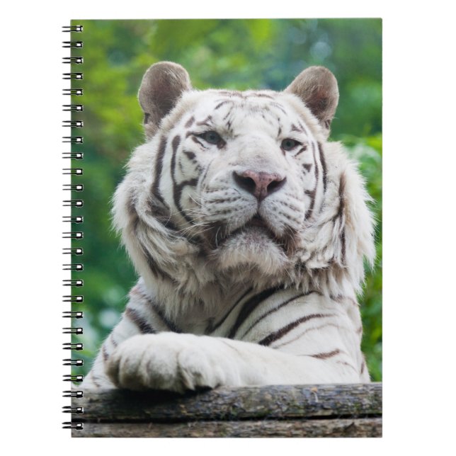 Espiral Caderno branco do tigre (Frente)