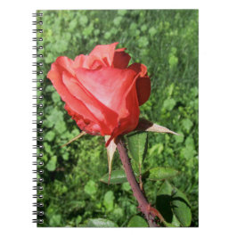 Espiral Caderno cor-de-rosa