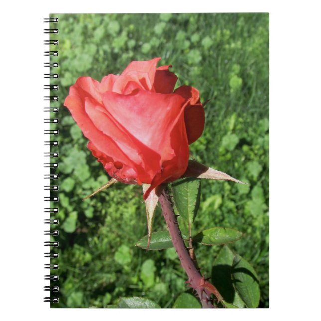 Espiral Caderno cor-de-rosa (Frente)