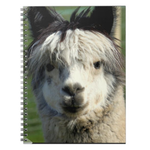Espiral Caderno da cara do lama